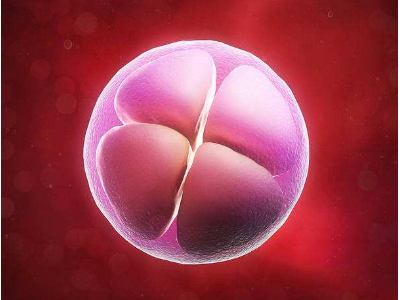 生宝宝切除了子宫_男人少精能怀孕吗_天津试管婴儿胚胎质量和胚胎碎片会影响